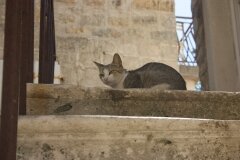 budva_2_ - 37